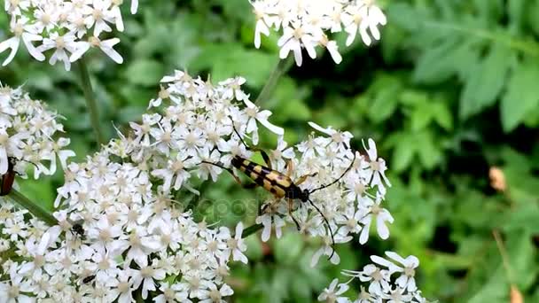 Pequeño escarabajo en flor — Vídeos de Stock