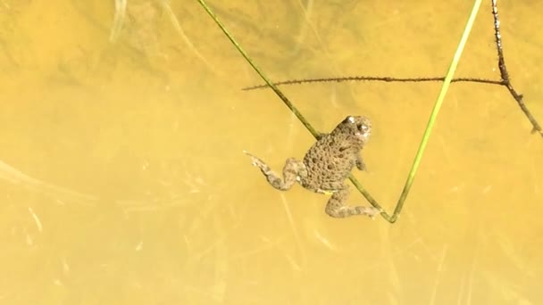 Bir havuzda genç kurbağa — Stok video