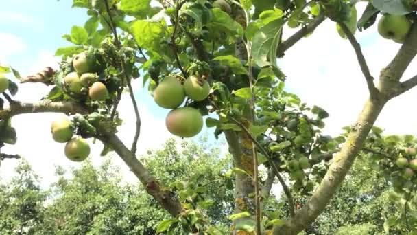 Manzanas maduras en un árbol — Vídeo de stock