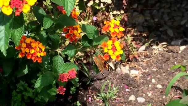 Painted lady, Cynthia cardui, sitting on Lantana — Stock Video