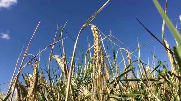 Поля пшениці — стокове відео