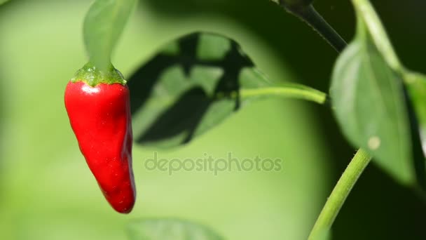 A növény érett chili — Stock videók