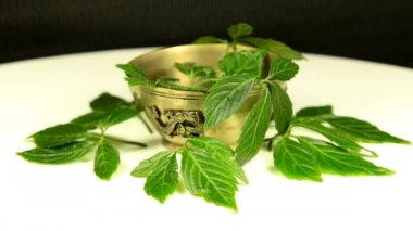 Jiaogulan, uzun ömür için Çince Tcm tıp tıbbi bitki