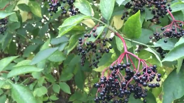 Elder bogyók, bodza niger, élelmiszer- és gyógyszer — Stock videók