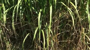 çim, gaz için yenilenebilir destek geçiş