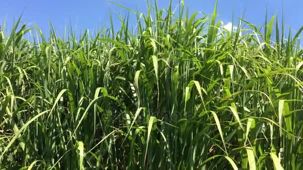 switch grass, soutien renouvelable pour le gaz 