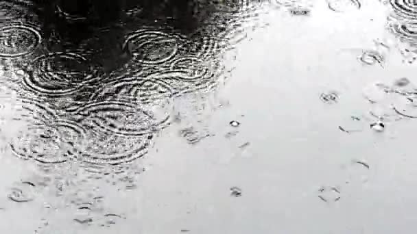 Charco de lluvia con gotas de lluvia — Vídeos de Stock