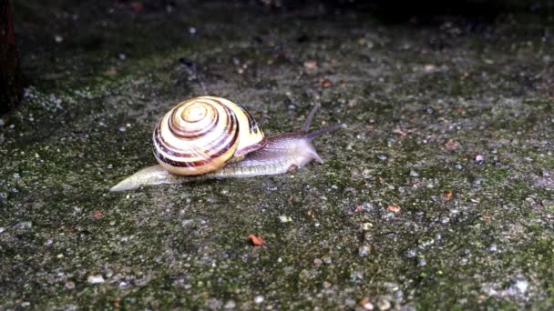 Escargot à lèvres blanches sur un mur 