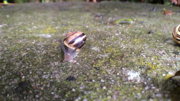 White-lipped Snail on a wall — Stock Video