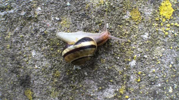 White-lipped Snail on a wall — Stock Video