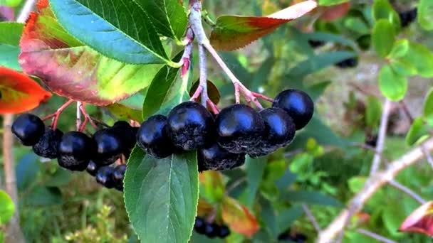 Aronia melanocarpa - rijpe aronia bessen op de boom — Stockvideo