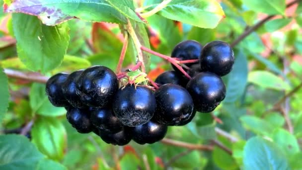 Aronia melanocarpa - bayas maduras de aronia en el árbol — Vídeos de Stock