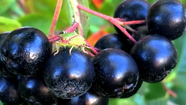 Aronia melanocarpa - dojrzałe jagody aronii na drzewie — Wideo stockowe