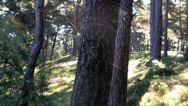 Ιστό της αράχνης, σε ένα δάσος — Αρχείο Βίντεο