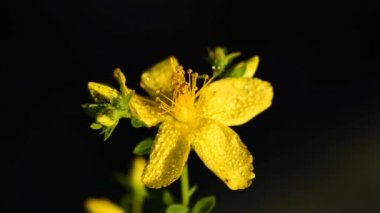 St John's Wort, Hypericum perforatum, tıbbi bitki çiçek