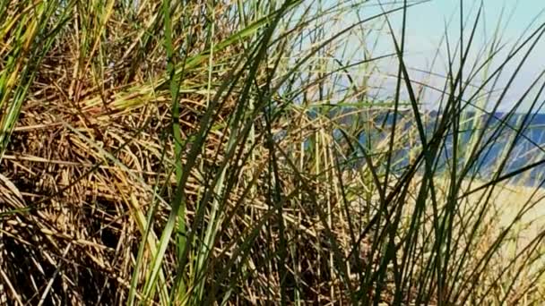 Strand van de Oostzee met strand gras — Stockvideo