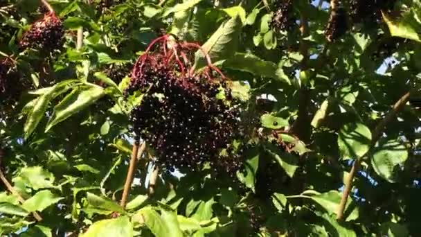 Elder berries, Sambucus niger, food and medicine — Stock Video