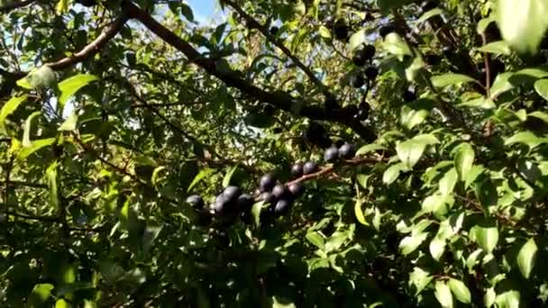 Bayas maduras de espino negro — Vídeos de Stock