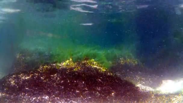 Yeşil alga Baltık denizinde, sualtı — Stok video