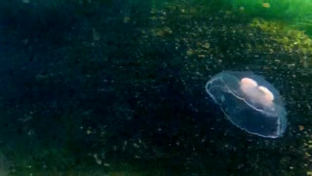 Ubur-ubur berenang di laut Baltik — Stok Video