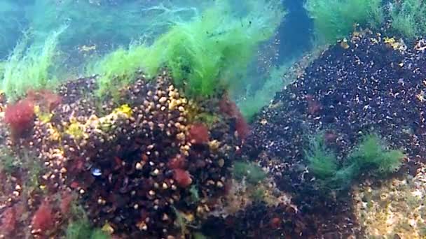 Sous l'eau d'algues vertes dans la mer Baltique — Video