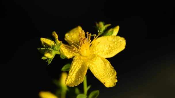 St. John's Wort, Υπερικόν το διάτρητον, φαρμακευτικό φυτό με λουλούδι — Αρχείο Βίντεο