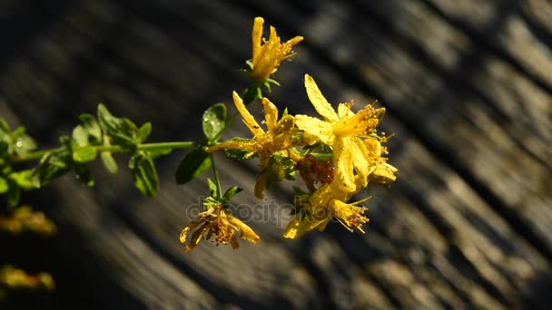 St. John 's Wort, Hypericum perforatum, medicinal plant with flower — стоковое видео