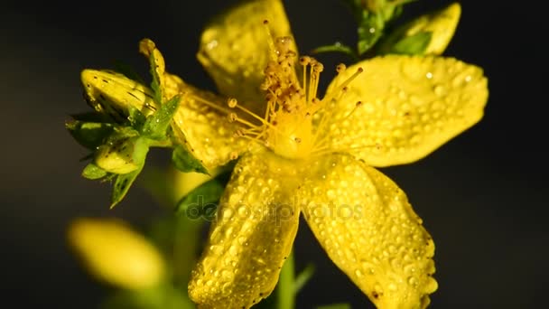 St. Janskruid, Hypericum perforatum, medicinale plant met bloem — Stockvideo