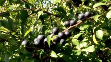 Karaçalı olgun çilek ile