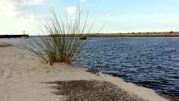 Entrada del puerto con hierba de playa — Vídeos de Stock