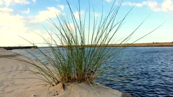 Haveningang met strand gras — Stockvideo