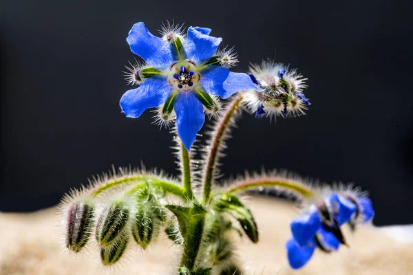 Borragine, spezie e medicina — Foto Stock