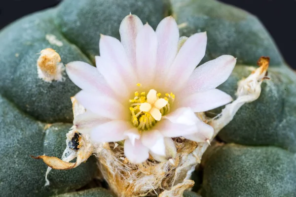 Пейотный кактус с цветами — стоковое фото