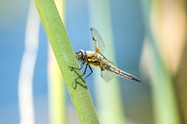 Chasseur à quatre points, libellule assise sur une feuille près d'un étang — Photo