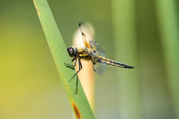 Chasseur à quatre points, libellule assise sur une feuille près d'un étang — Photo