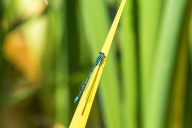 Göletin kenarında çimlerin üzerinde oturan Azure Damselfly