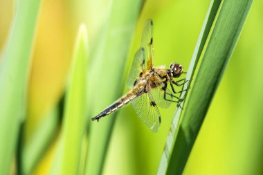 Dört noktalı avcı, yusufçuk havuzun kenarında bir yaprağın üzerinde oturuyor.