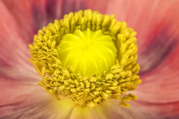 Flor de amapola de opio — Foto de Stock