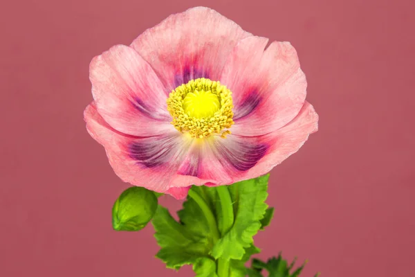 Opium poppy flower — Stock Photo, Image