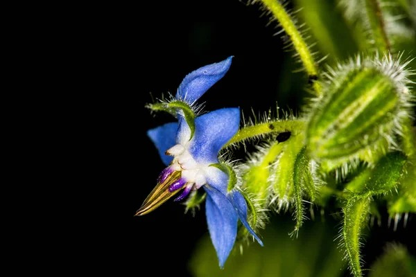 Borage, przyprawa i medycyna z kwiatem — Zdjęcie stockowe