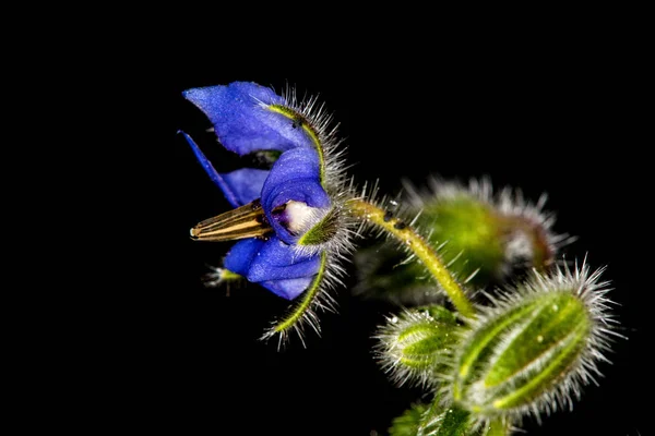 Borraja, especias y medicina con flor — Foto de Stock