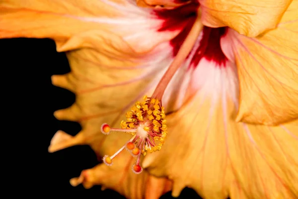Hibiscus rosa-sinensis, tıbbi bitki çiçek — Stok fotoğraf