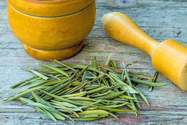 Hojas de olivo, medicamento para bajar la presión arterial — Foto de Stock