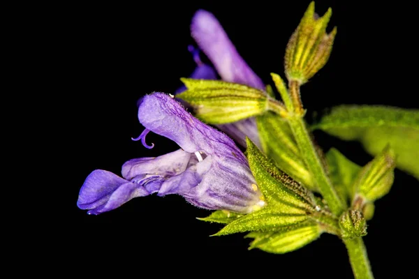 Salvia, Salvia officinalis, flor —  Fotos de Stock