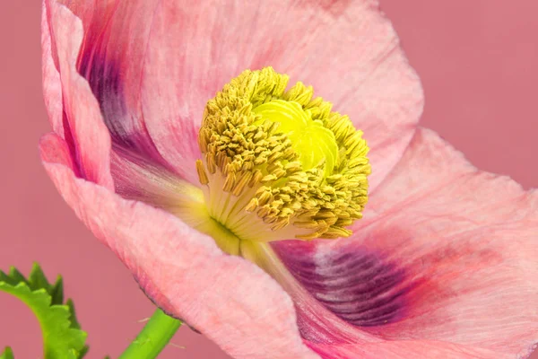 鸦片罂粟种植花卉 — 图库照片