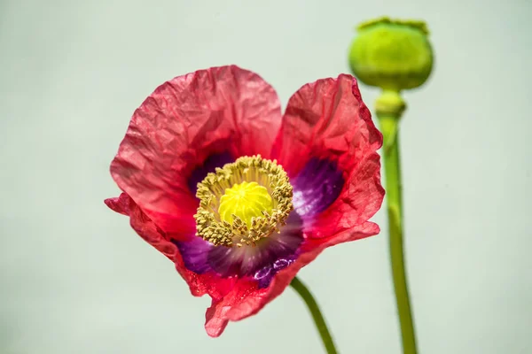 Fiore e capsula di papavero da oppio — Foto Stock