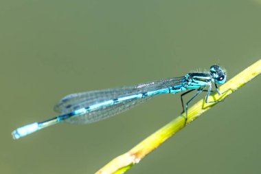 Göletin kenarında çimlerin üzerinde oturan Azure Damselfly