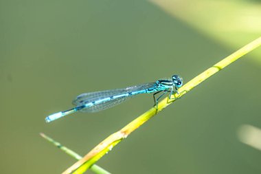 Göletin kenarında çimlerin üzerinde oturan Azure Damselfly