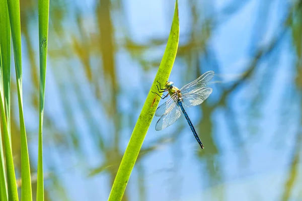 The emperor dragonfly, male — Stock Photo, Image