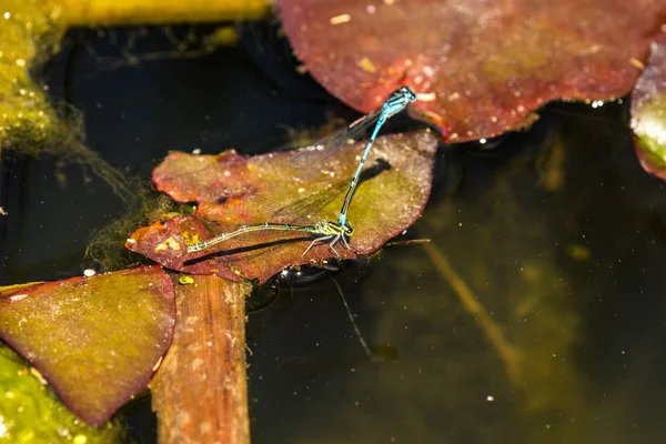 Azure Damselfly, riproduzione, accoppiamento — Foto Stock